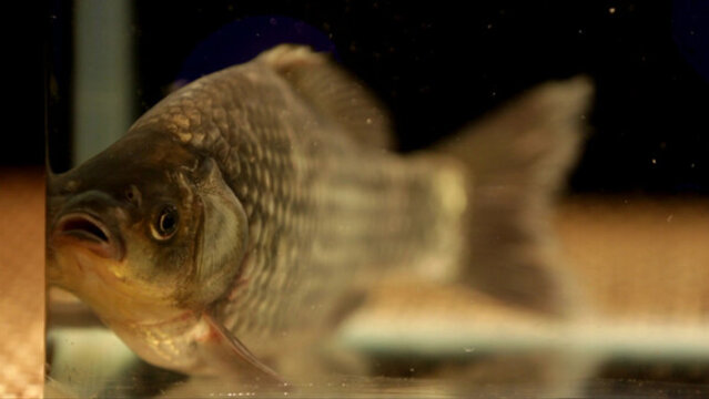 鯽魚(yú)魚(yú)肉鮮活鯽魚(yú)