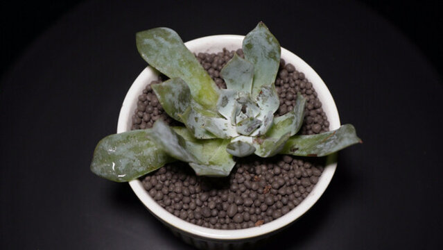 藍鳥多肉植物盆栽綠植