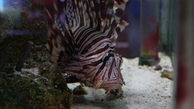 蓑鲉獅子魚深海魚類觀賞魚