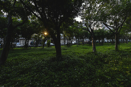 綠樹草地