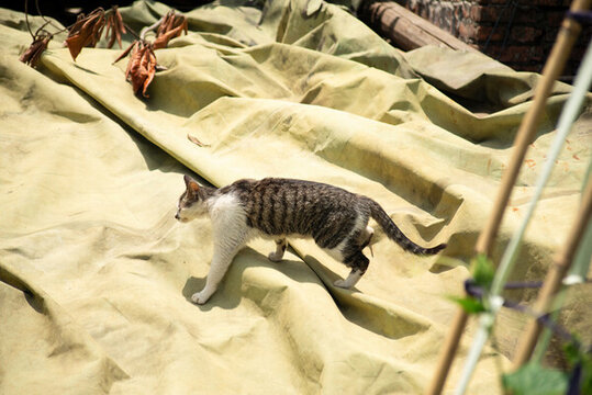 田園貓