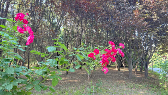 紅色月季花