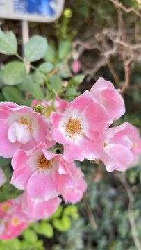 粉團(tuán)薔薇花