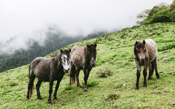 川西高山牧場的馬