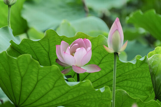 深圳洪湖公園的荷花