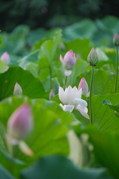 深圳洪湖公園的荷花