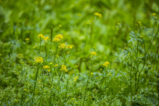 小花