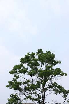 大樹(shù)剪影