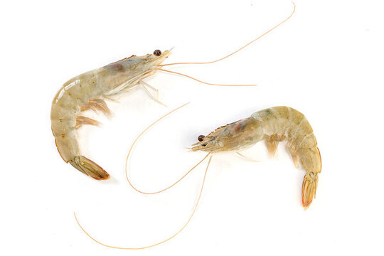 新鮮海白蝦生鮮食材