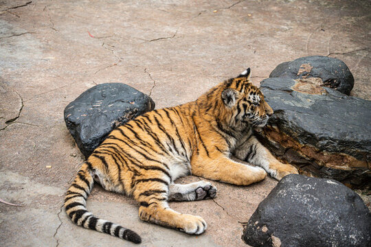 動物園里老虎的特寫鏡頭