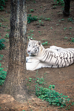 動物園里白虎的特寫鏡頭