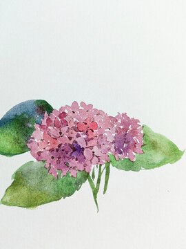 手繪繡球花