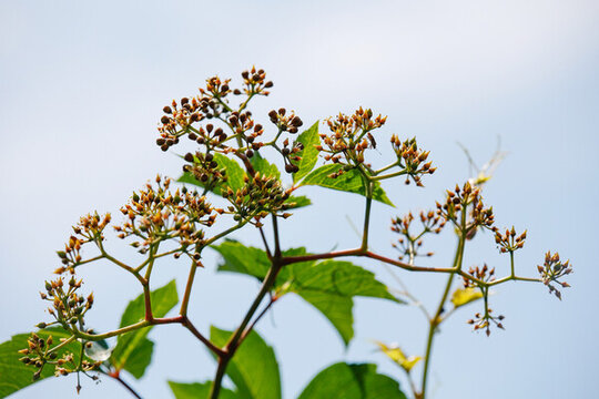 爬山虎花