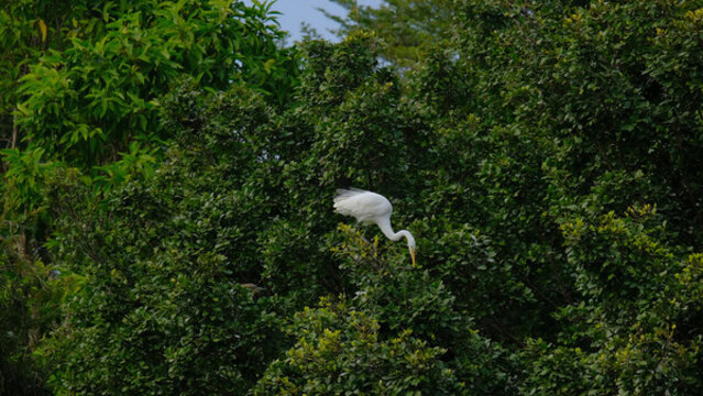 深圳筆架山公園的大白鷺
