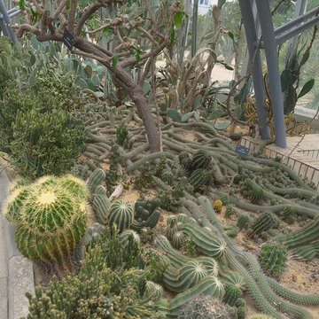 仙湖植物園沙漠植物區(qū)