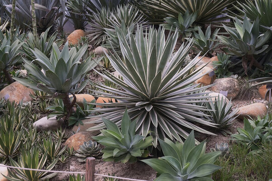 仙湖植物園沙漠植物區(qū)