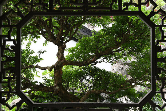 古典園林綠樹窗景