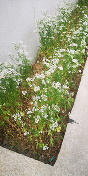 香菜花