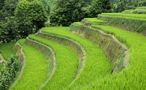 元陽梯田
