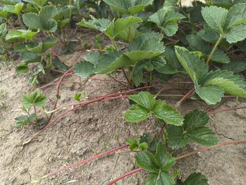 田間種植草莓