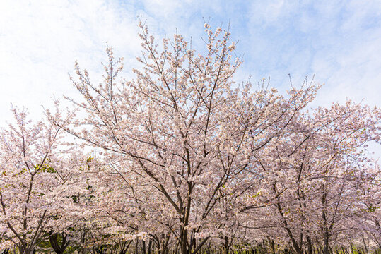 櫻花
