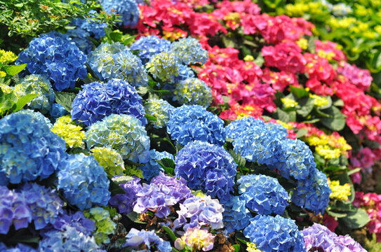 深圳仙湖植物園