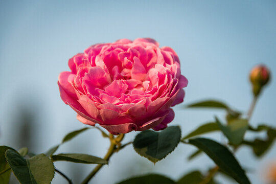 月季花
