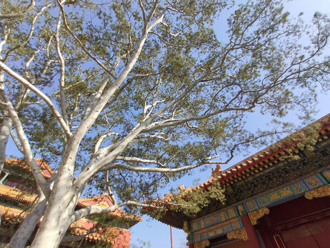 故宮的紅墻綠樹