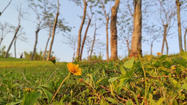 深圳中心公園草坡