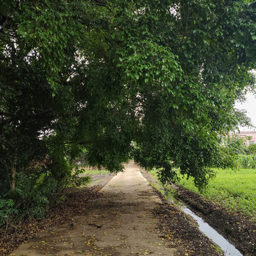 榕樹下的田間小路