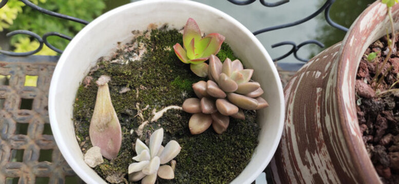 多肉植物