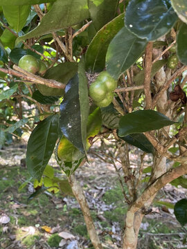 五指山茶樹果實(shí)