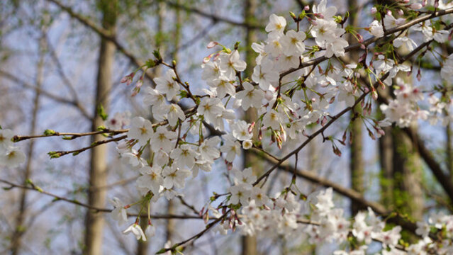 櫻花