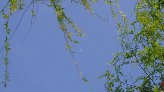 天空背景下的柳樹(shù)