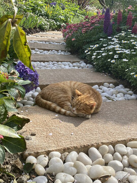 花園里的貓