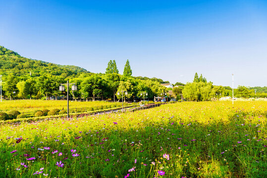不老村花海