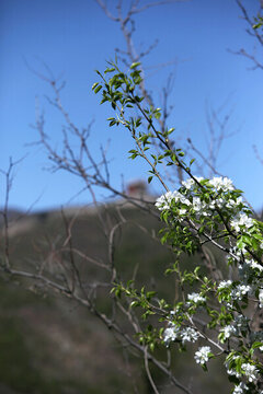 樹6