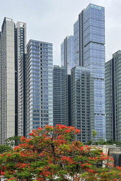 順德新城城市鳳凰花