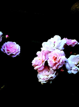 月季花