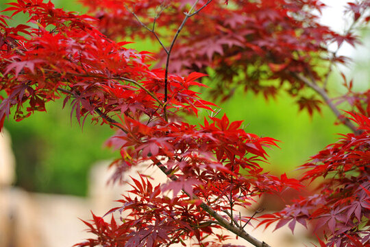楓樹紅葉