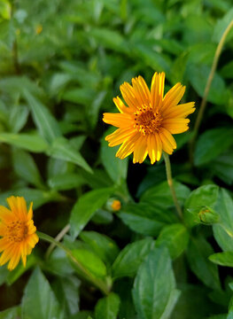 黃色野菊花