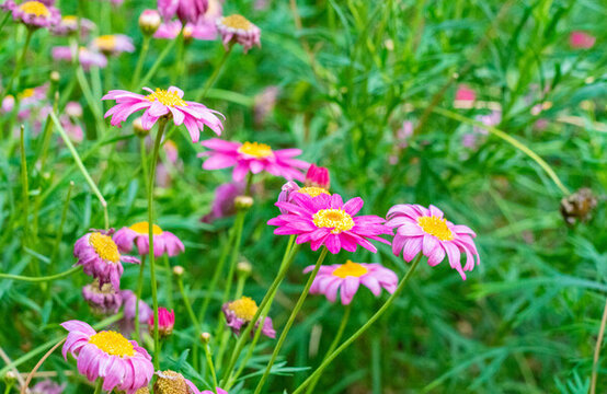 雛菊