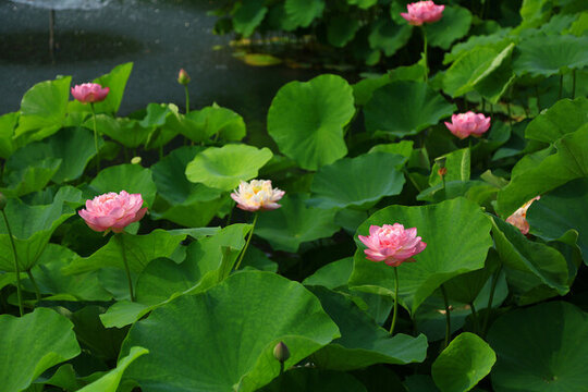荷花