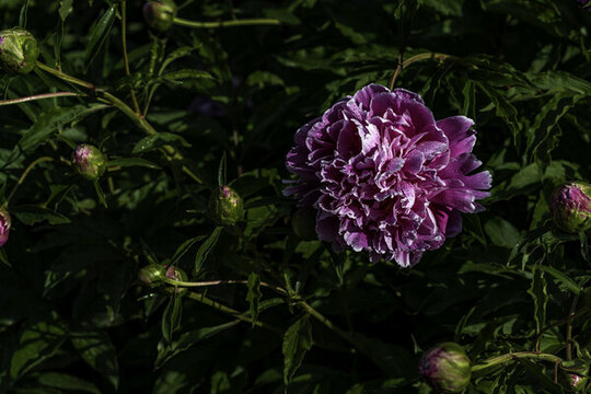 六月里盛開的芍藥花