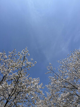 天空下的櫻花