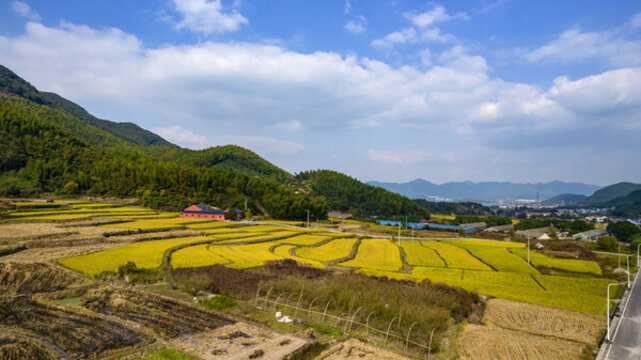余姚梁弄稻田風(fēng)光
