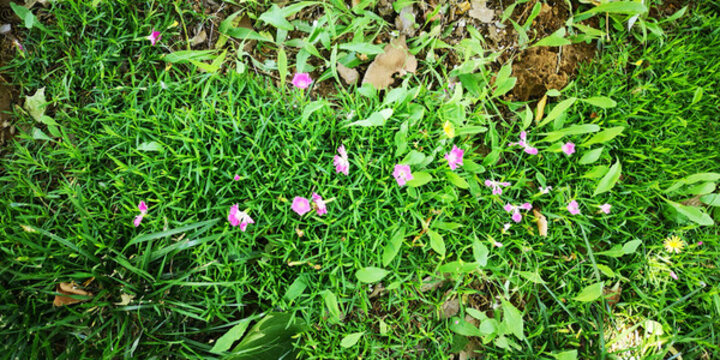 樹(shù)邊野花