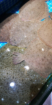 鴉片魚