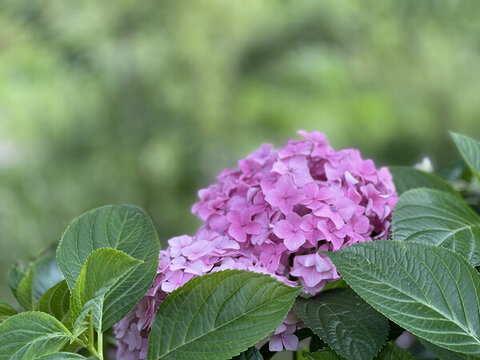 無盡夏花