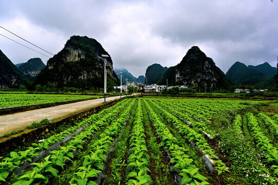 廣西舊州風(fēng)景